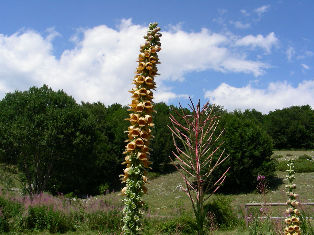 Digitalis ferruginea / Digitale bruna